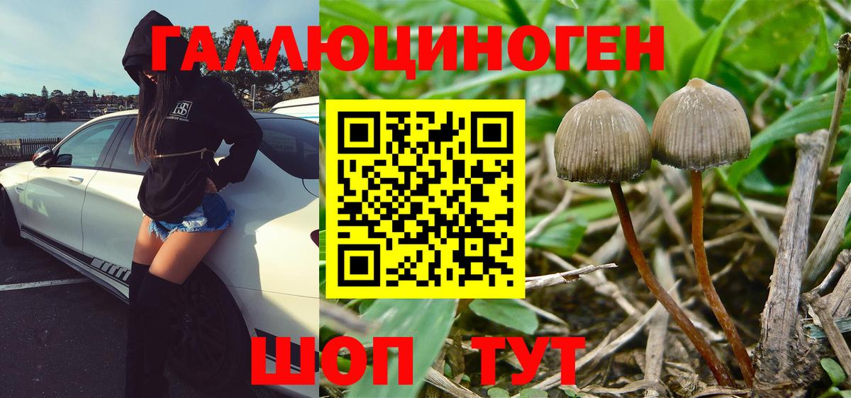 Галлюциногенные грибы Cubensis Малоярославец